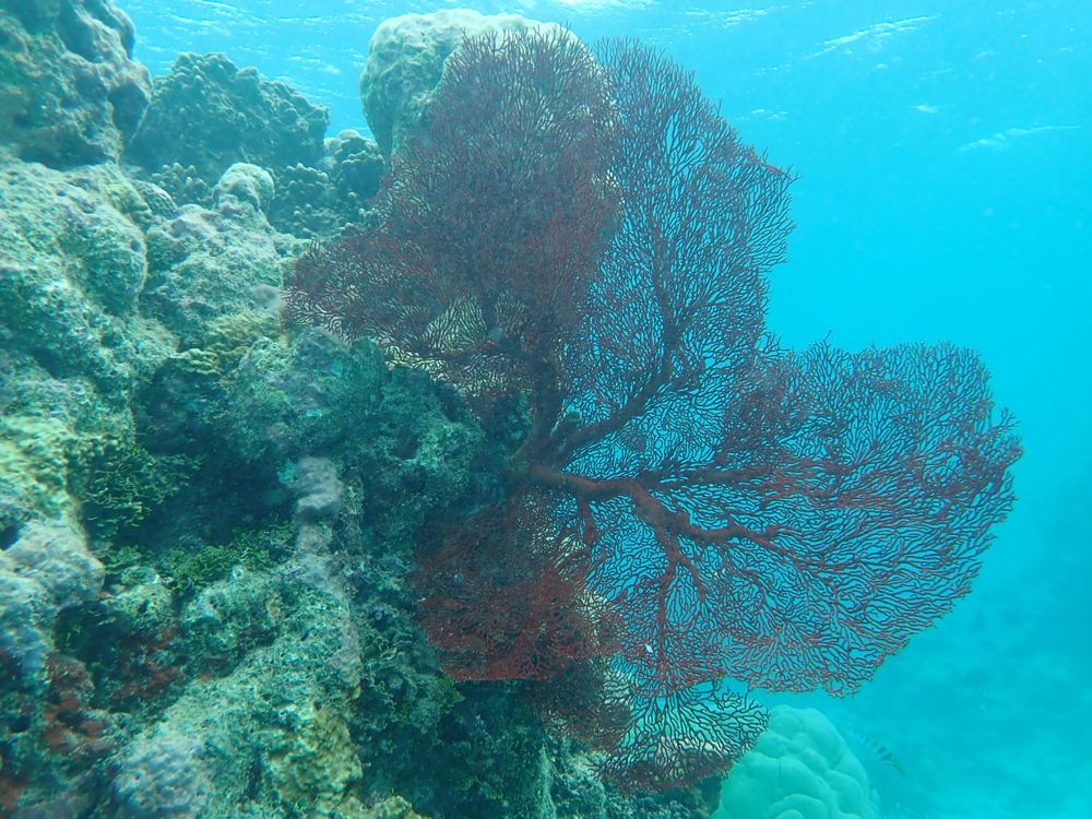 Sudest SW - deep lagoons with swim-throughs