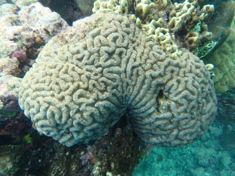Sudest SW - deep lagoons with swim-throughs