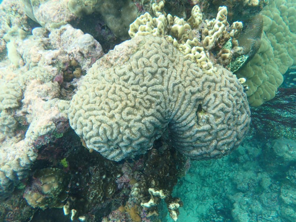 Sudest SW - deep lagoons with swim-throughs