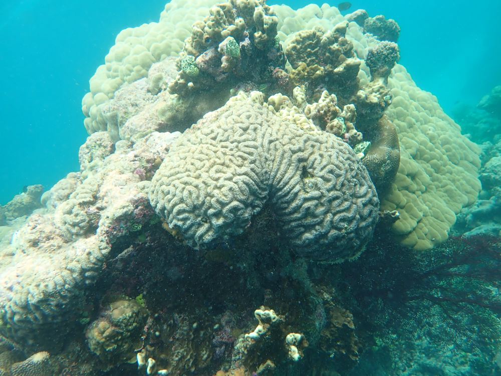 Sudest SW - deep lagoons with swim-throughs