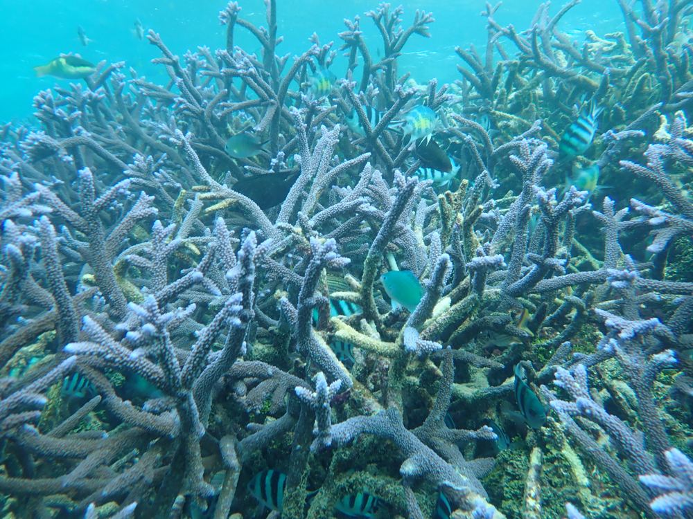 Sudest SW - deep lagoons with swim-throughs